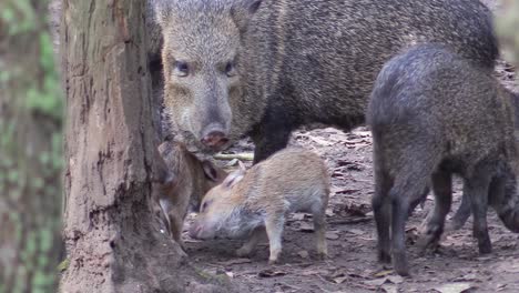 collared peccaries a type of wild pig or boar are seen in a forest in central or south america