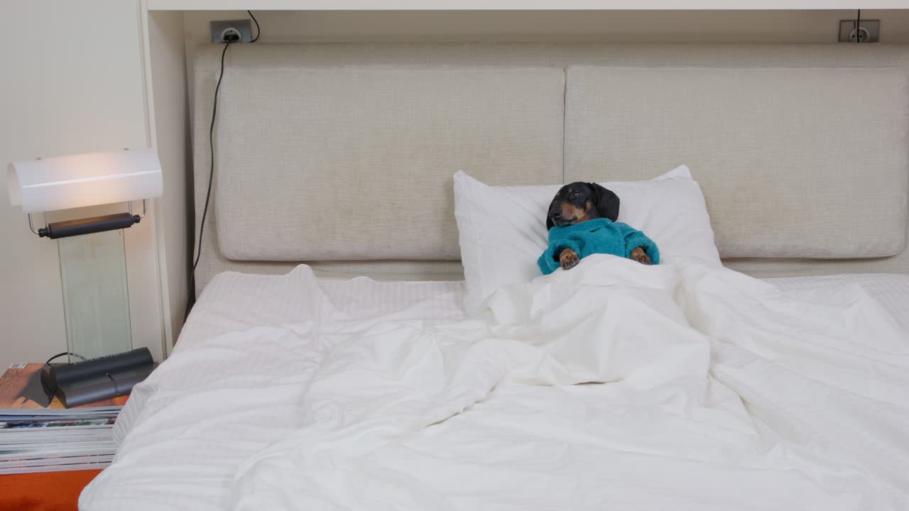 Black dachshund puppy dressed in blue terry robe lies comfortably on bed pillow under white warm blanket and runs away