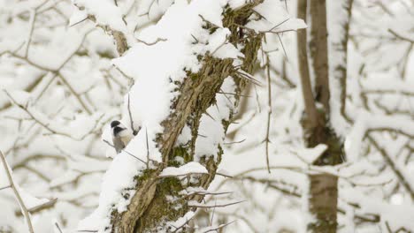 Black-capped-Chickadee-Pecking-On-Snowy-Wood-Of-A-Tree---wide-shot,-static