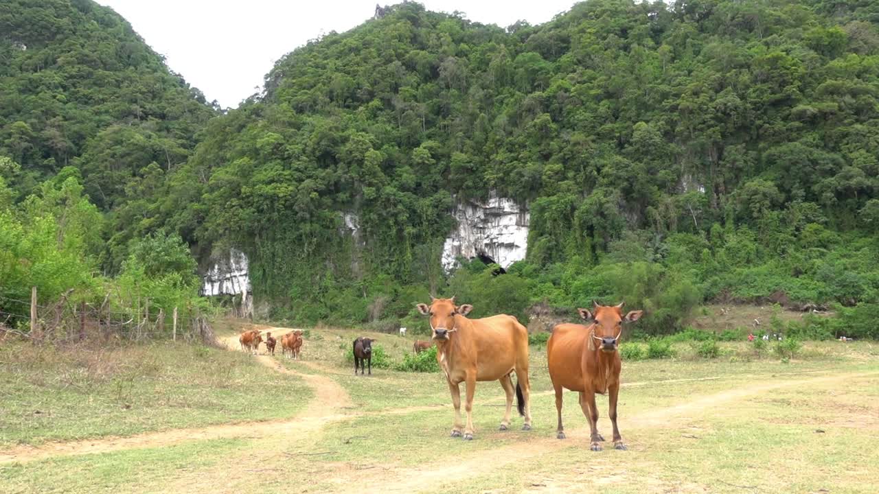동남아시아, 베트남, 언덕과 산을 배경으로 카메라를 바라보며 서 있는 갈색 소