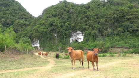 brown cows standing looking at the camera in the countryside of southeast asia, vietnam, with hills and mountains in the background