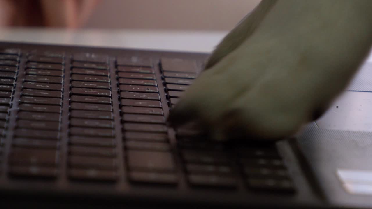 노트북 뒤에 있는 재는 코르기 강아지, 클로즈업, 키보드를 때립니다.