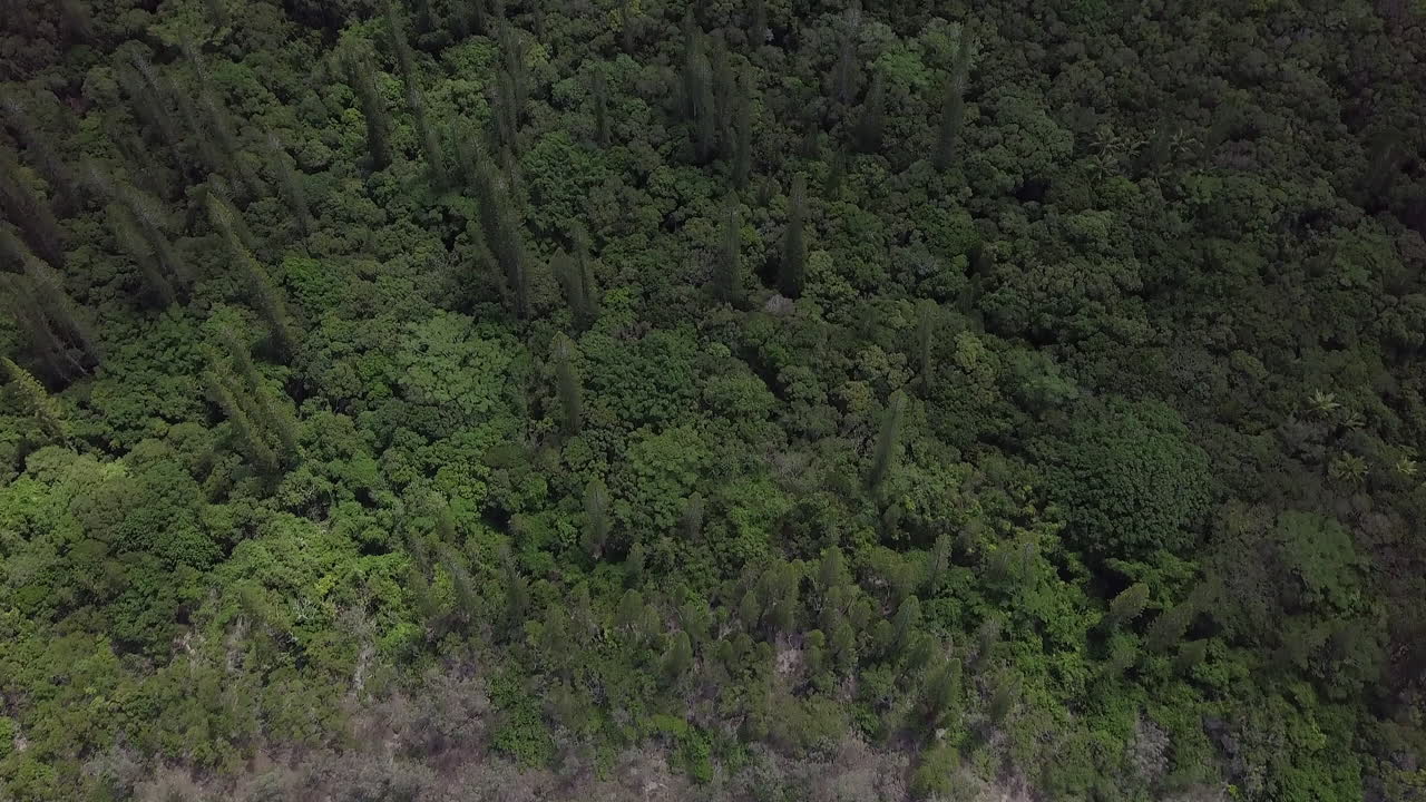 Aerial View of Lush Tropical Forest and White Sand Beach
