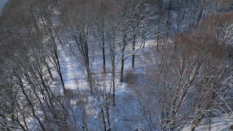 Bosque-Invernal-Desde-Arriba,-Las-Sombras-Se-Extienden-Sobre-Terreno-Nevado