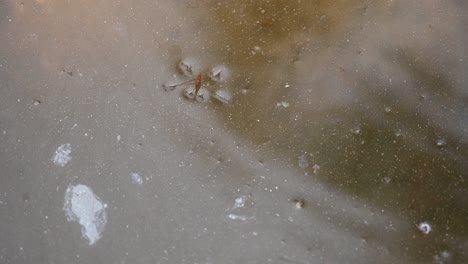 Water-Strider,-Gerridae,-Kaeng-Krachan-National-Park,-Thailand