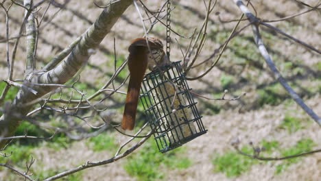 brown thrasher eating at a suet bird-feeder during late-winter in south carolina