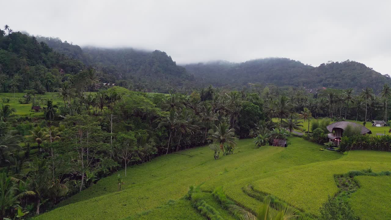 Aerial view of Bali’s expansive green rice fields with scattered tropical palm trees, highlighting the natural landscape, misty atmosphere, and open countryside of Karangasem
