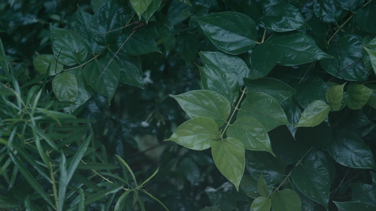 Monsoon brings heavy rainfall to India and Bangladesh