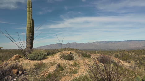 a saguaro cactus plant standing tall in the saguaro national park east rincon district in tucson, arizona - wide pan