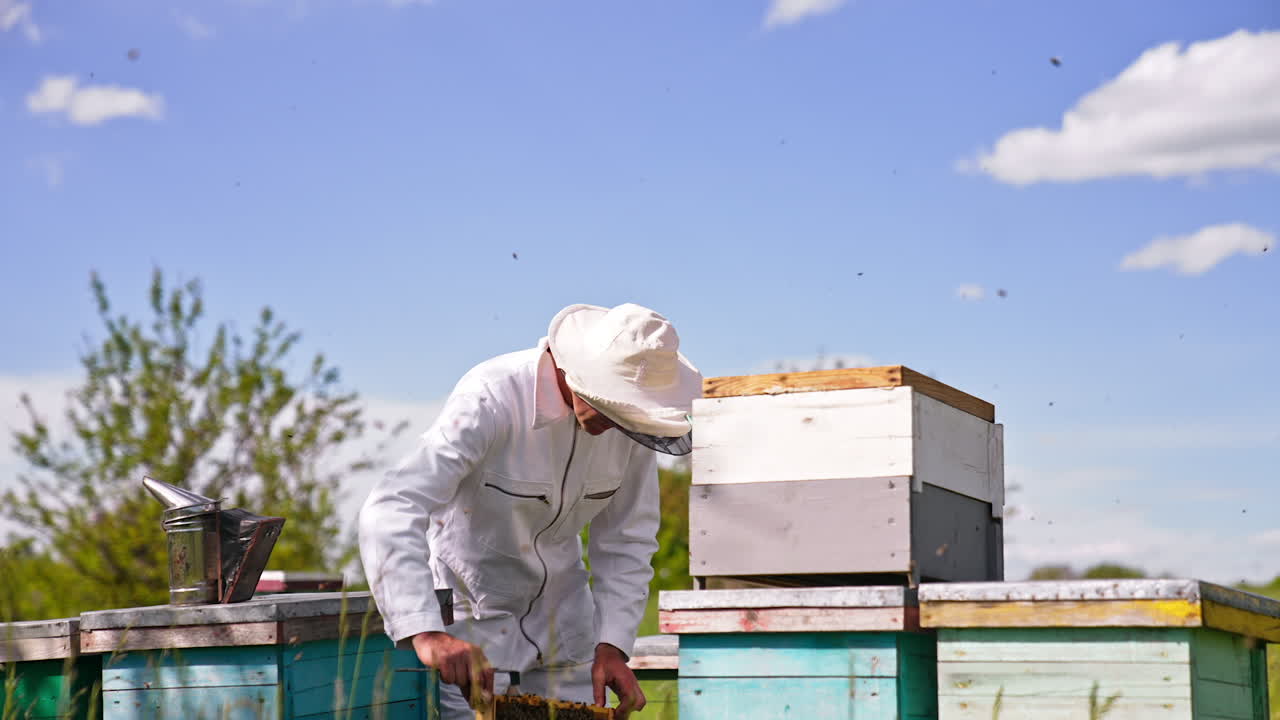 Man is working in his apiary using special tools. Apiarist bent over the hive to check the frames in it. Bees swarming around the farmer.