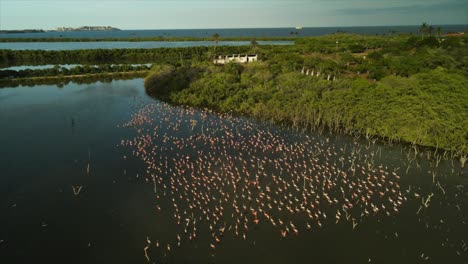 drone orbits large flock of pink flamingos (phoenicopterus roseus) wading in calm coastal wetland lagoon surrounded by mangroves and distant beaches, aerial view, drone shot, real time
