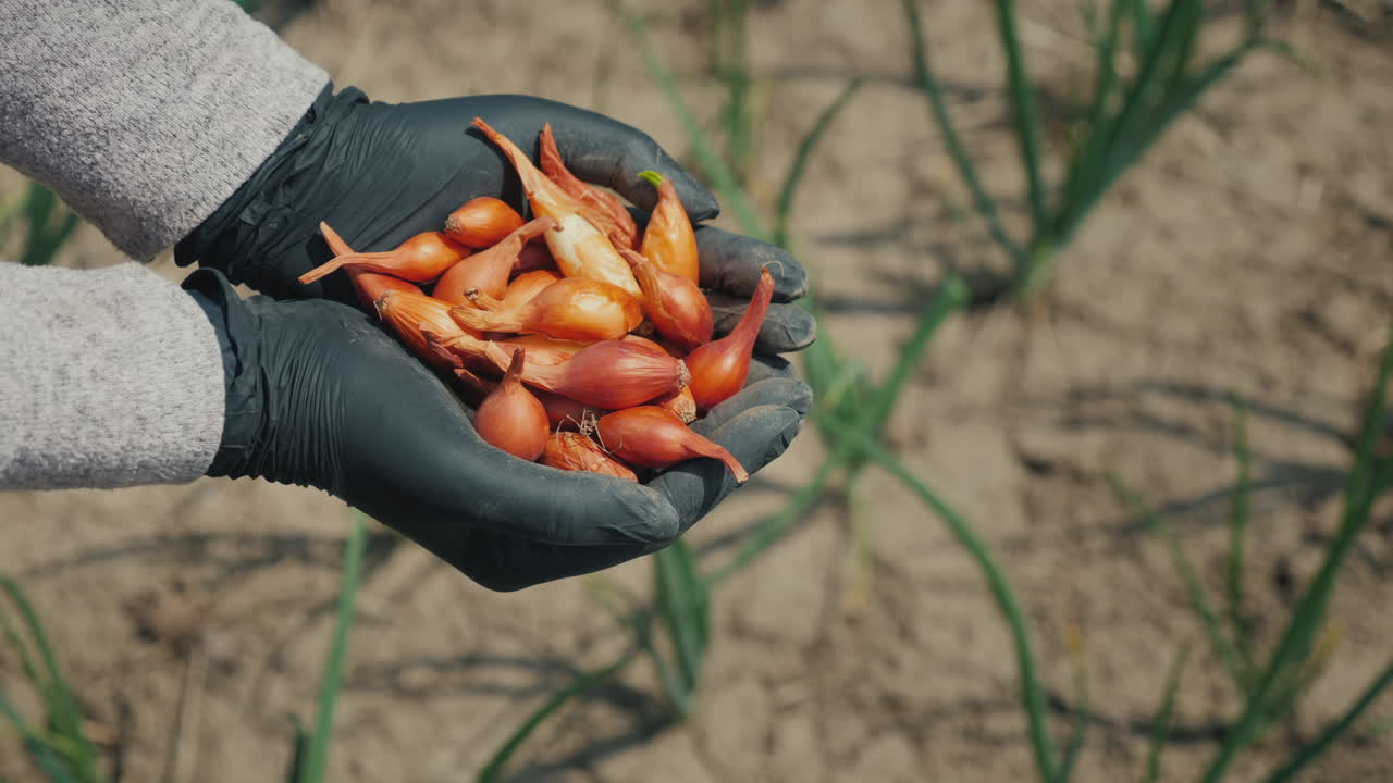 manos de granjero con pequeños bulbos de cebolla para plantar