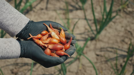 farmer's hands with small onion bulbs for planting