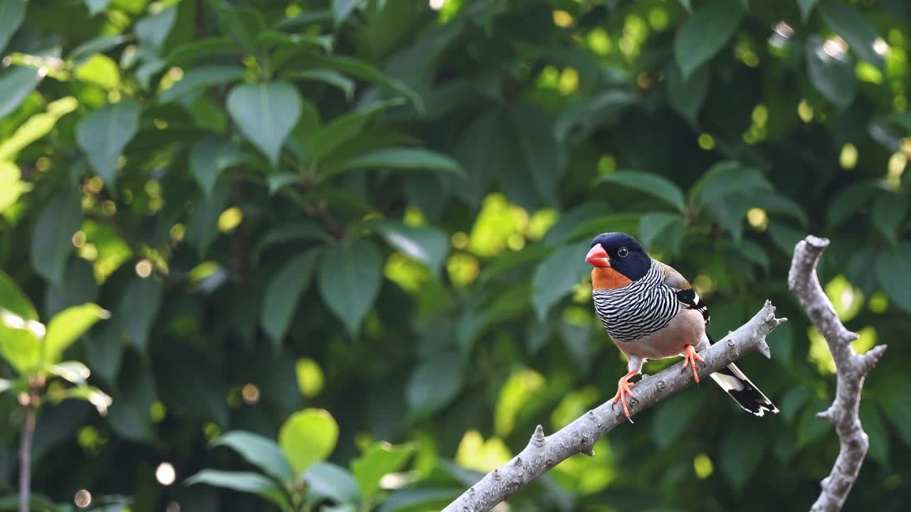 Vibrant bird rests on a branch, showcasing its striking colors and patterns against a backdrop of rich green leaves, embodying the essence of wildlife in motion
