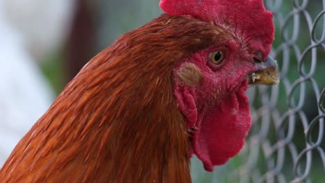 close up portrait of a rooster on a home farm close up portrait of a rooster on a home farm livestock organic farming slow movement