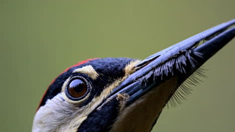 close-up of a woodpecker's head and beak