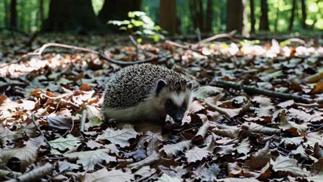 a close-up video of a hedgehog in a forest, captured at ground level