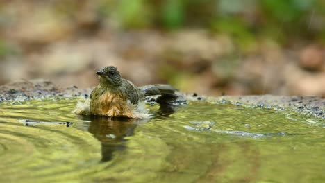 Bulbul-De-Orejas-Rayadas,-Pycnonotus-Conradi