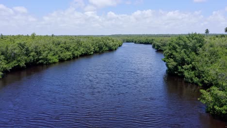 bosque de manglares que cruza el río en san pedro de macoris en república dominicana