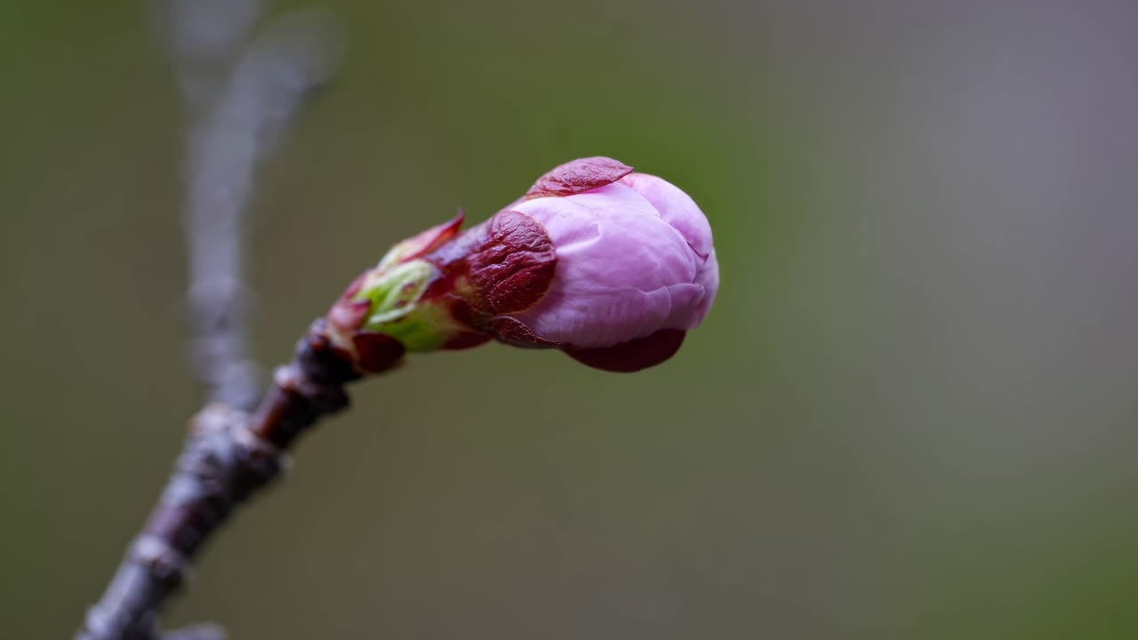 Close-up video of a budding pink flower on a branch, captured from a side angle