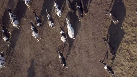 herd of cows running on dusty farmland