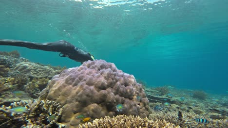 Un-Buceador-Nada-Con-Gracia-Sobre-Un-Arrecife-De-Coral,-Con-Una-Prominente-Formación-De-Coral-Púrpura-En-Primer-Plano