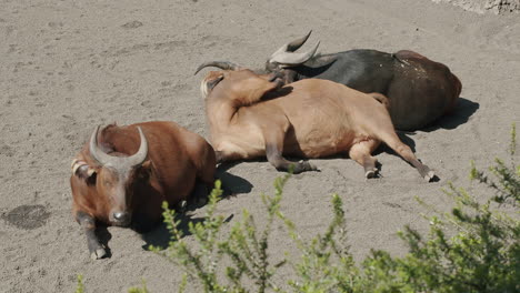 Red-buffalos-resting-on-the-ground