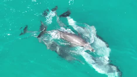 raras imágenes de drones de delfines reproduciéndose y apareándose, tomadas por drones de zoom telescópico