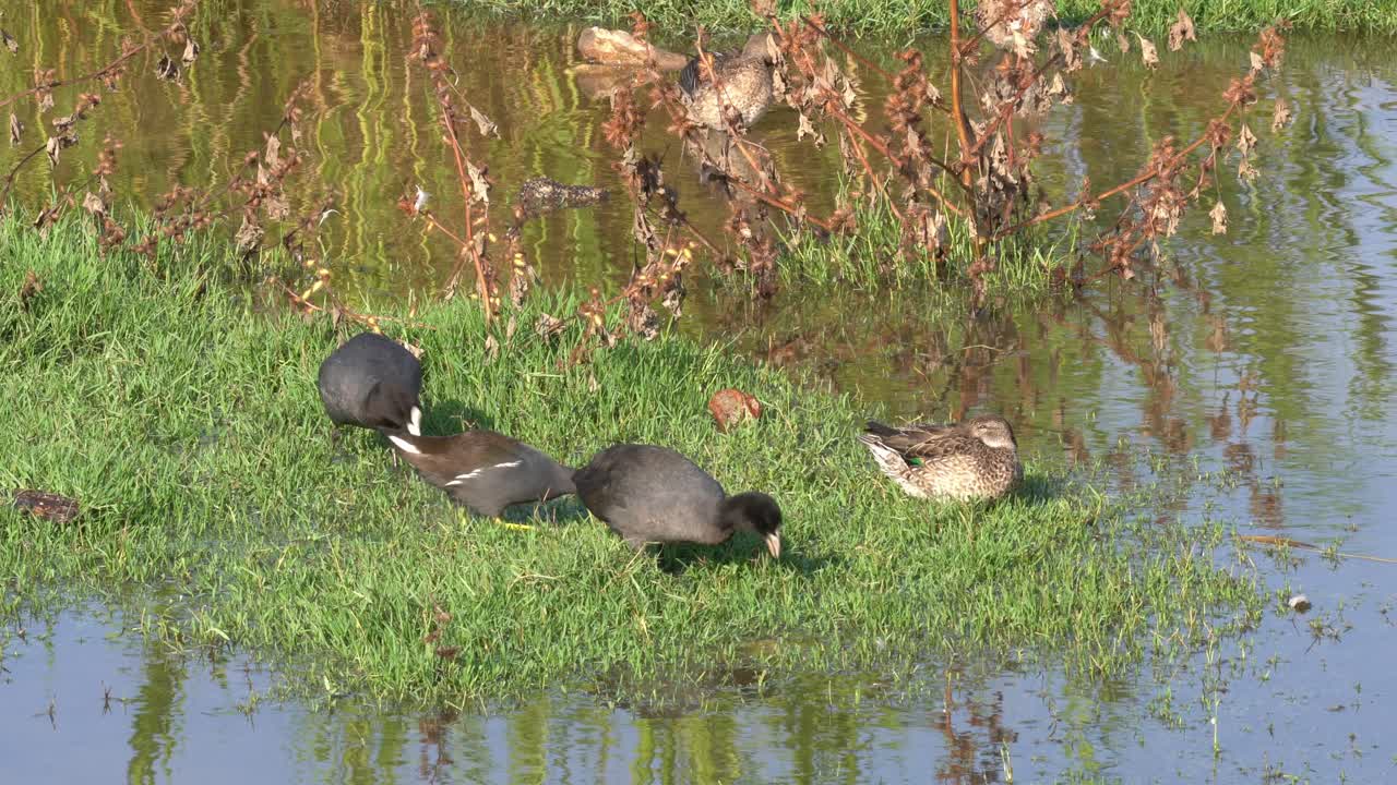 Eating grass on a riverbank