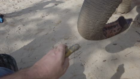 point of view of hand feeding an elephant in thailand