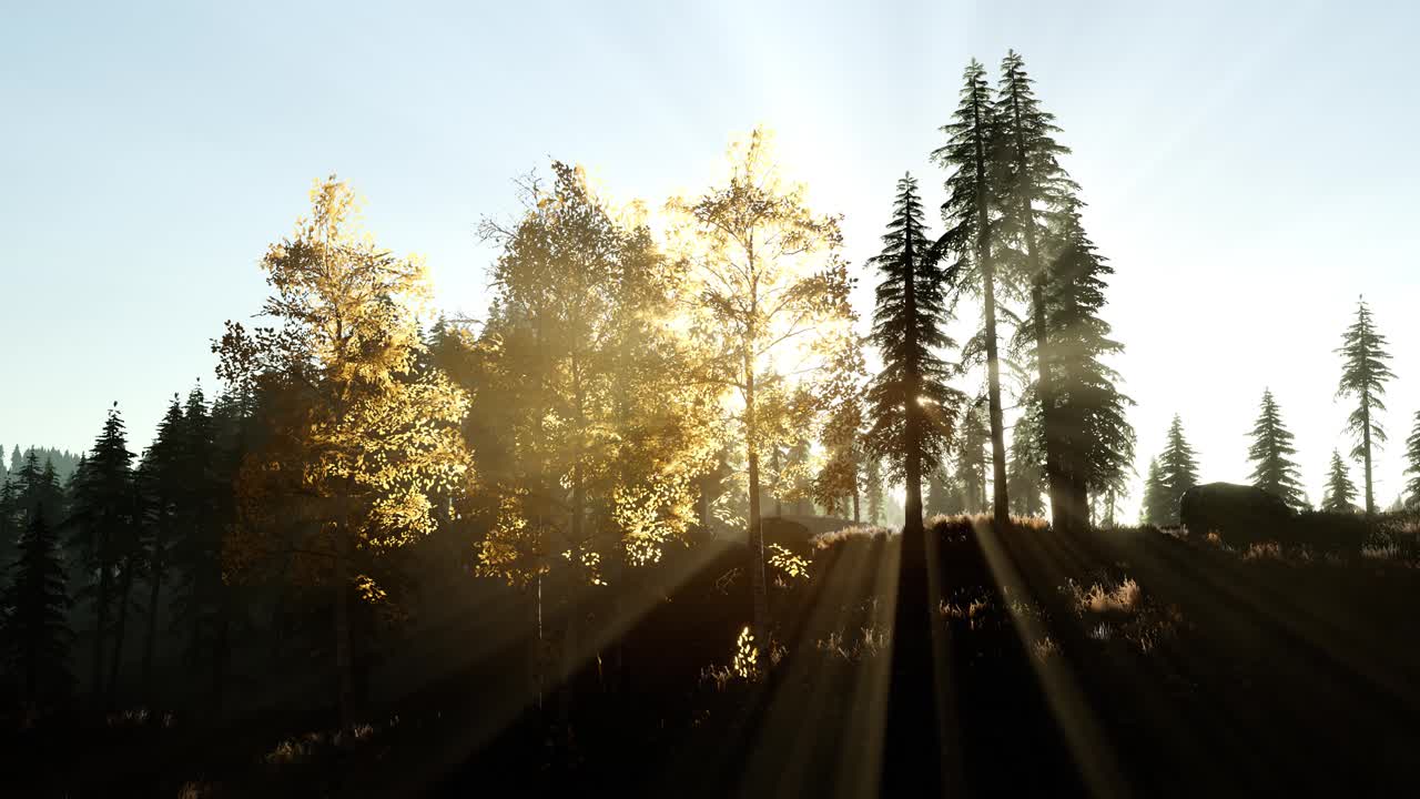 rayos de sol a través de los árboles