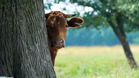 Cow-peeking-from-behind-a-tree-in-a-pasture,-capturing-a-moment-of-curiosity-and-the-serene-rural-setting