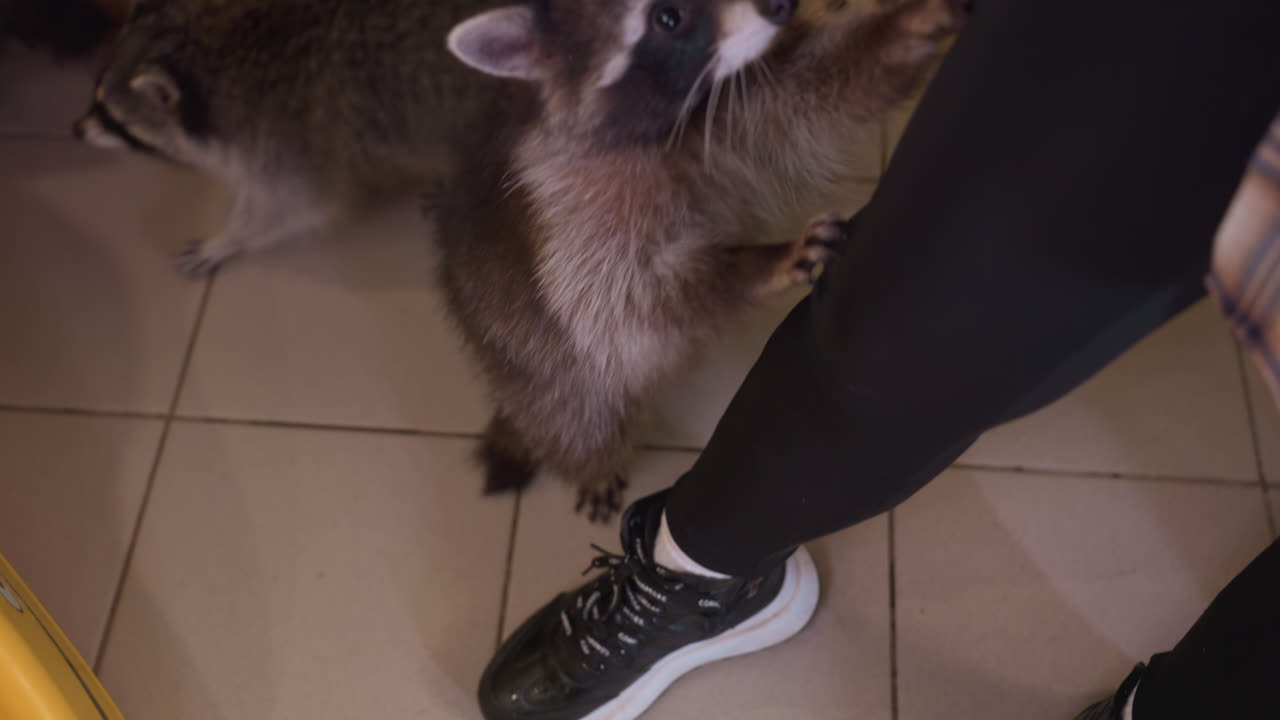 Procione che annusa una scarpa da ginnastica vicino alla gamba, pavimento piastrellato interno, esame attento dei lacci, coda che si agita e piccoli morsi sulla suola, fauna selvatica urbana che entra nello spazio umano, clip giocosa e spontanea