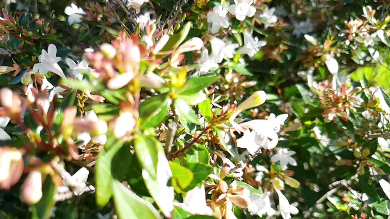 Slow motion moving through and past small white flower bush while bees are flying around with bright green leaves.