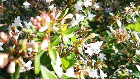 slow motion moving through and past small white flower bush while bees are flying around with bright green leaves.