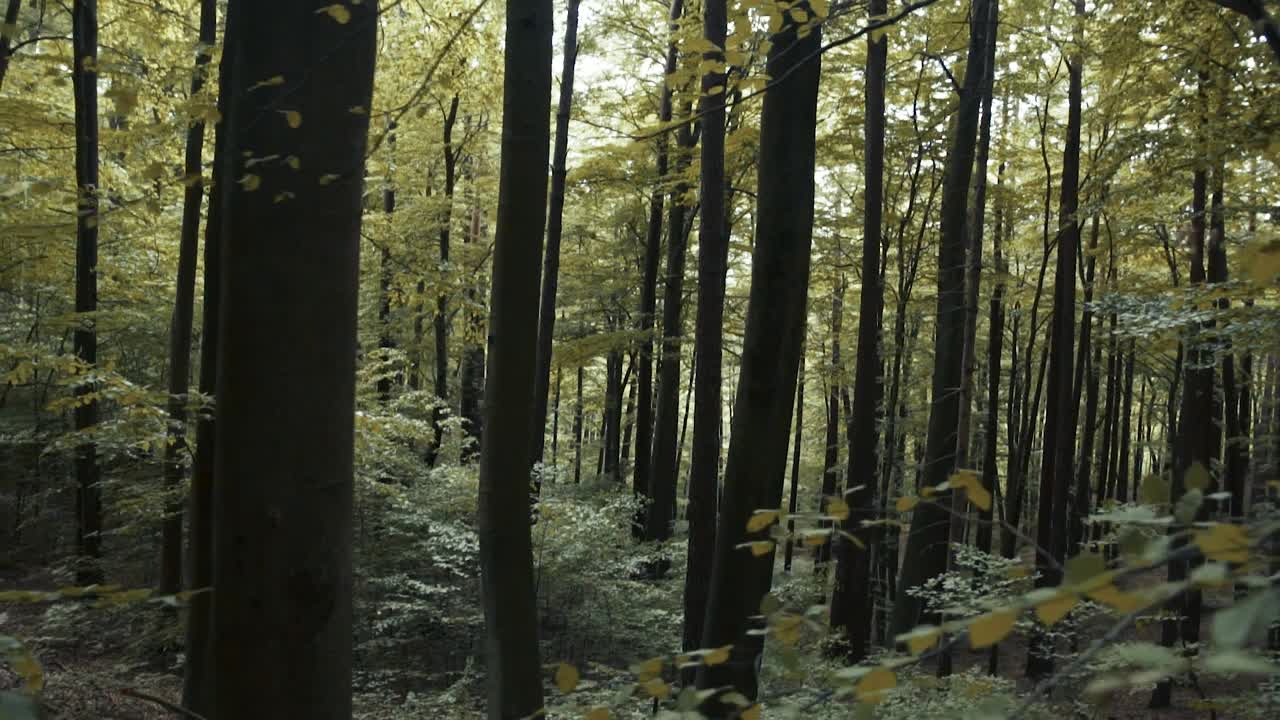 Natura nella foresta