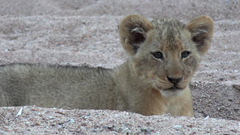 Primer-Plano-De-Un-Curioso-Cachorro-De-León-En-El-Gran-Parque-Nacional-Kruger-En-áfrica