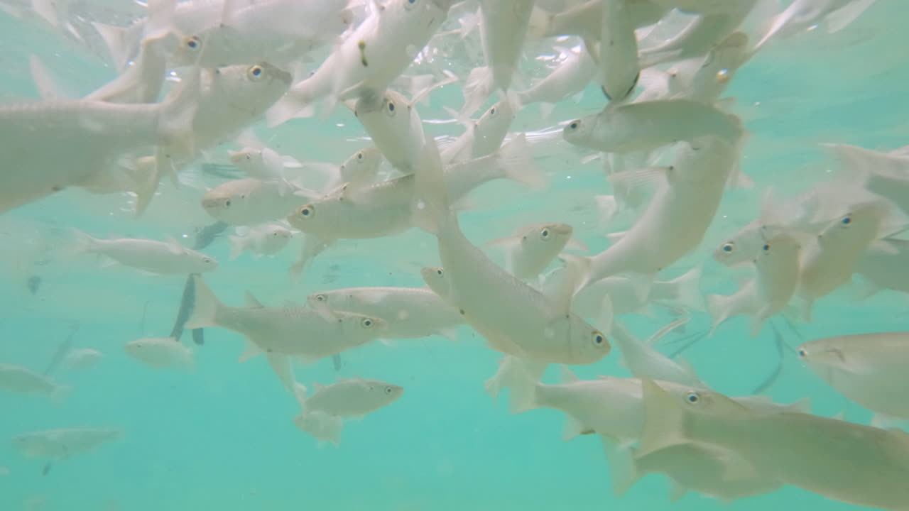 줄무 ⁇  무 ⁇ 의 학교는  ⁇ 빛에서 모래 바닥 위에서 물 표면 아래에서 4k 느린 동작 영상을 헤엄친다