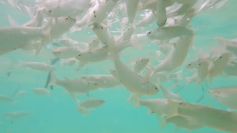 Escuela-De-Salmonetes-Rayados-Nada-Bajo-La-Superficie-Del-Agua-Sobre-Fondo-Arenoso-A-La-Luz-Del-Sol-Imágenes-En-Cámara-Lenta-De-4k