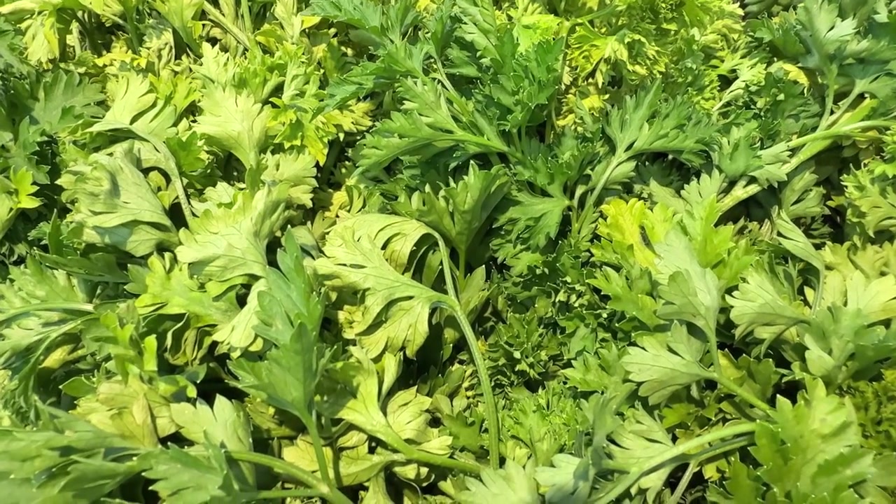 Hojas de perejil verde fresco en una caja de mercado