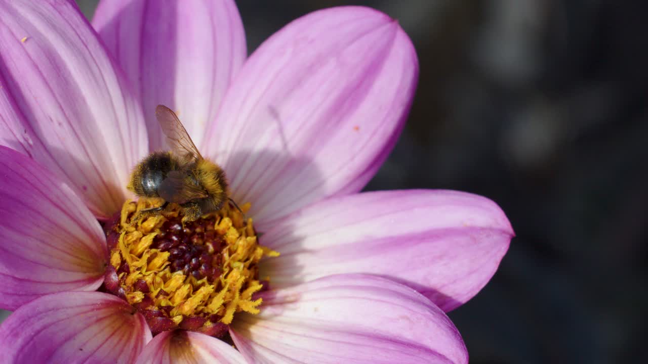 A bumblebee collects pollen from a vibrant pink dahlia flower under natural daylight