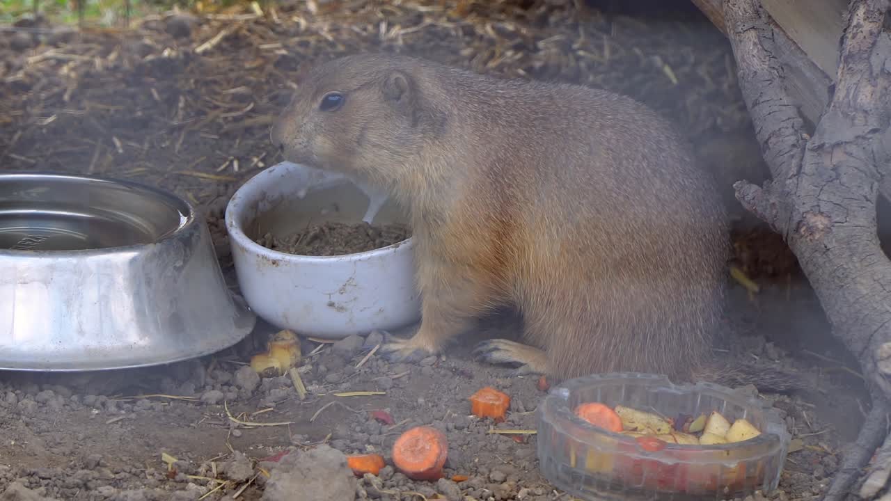 Um cão-da-pradaria come em uma tigela em um recinto ao ar livre, cercado por comida espalhada, terra e elementos naturais, oferecendo uma visão em close-up de seu habitat em um zoológico