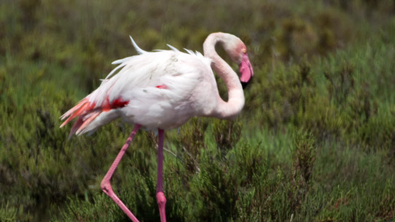 카마그 플라밍고 57