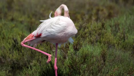 Carmargue-Flamingos-57