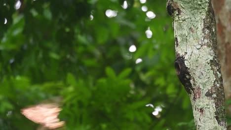 Bringing-food-to-its-nest-and-its-so-fast,-Collared-Owlet-Taenioptynx-brodiei,-Thailand