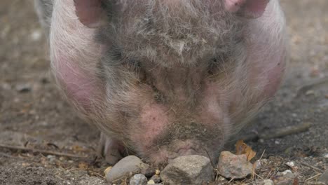 closeup front view of pink mini pig digging with snout in the soil