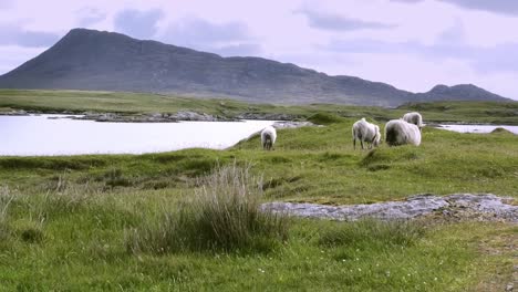 Ovejas-Pastando-En-Un-Paisaje-Del-Norte-De-Uist