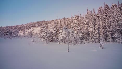 Spruce-Trees-Densely-Covered-With-Snow-In-Winter-Mountains