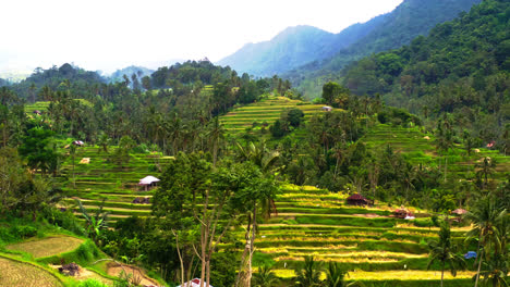 pueblo agrícola en la selva de palmeras en bali con campos escalonados