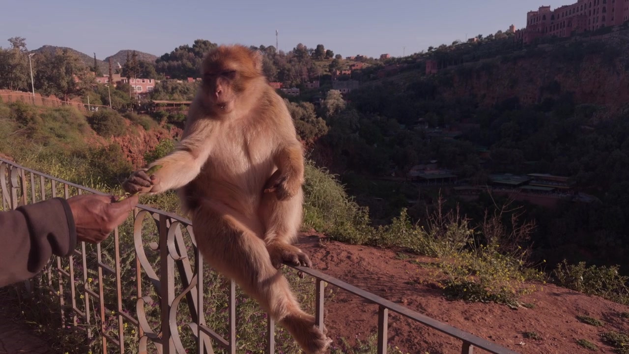 Macaco di Barberia si riposa su una ringhiera di ferro sopra il canyon di Ouzoud con un villaggio in cima alla collina sullo sfondo.
